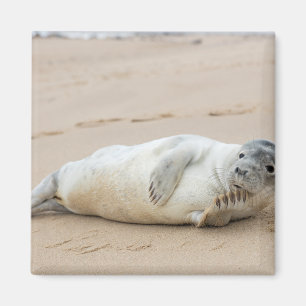 Aimant Phoque mignon posant sur une plage