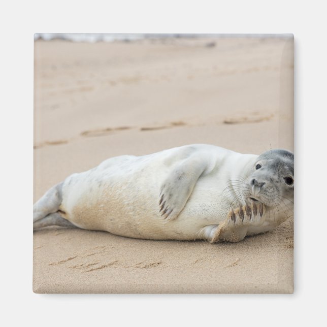 Aimant Phoque mignon posant sur une plage (Devant)