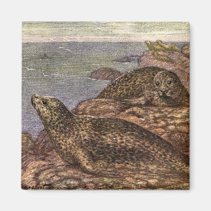 Aimant Phoques, Animaux Marins de la Vie Océanique Ancien