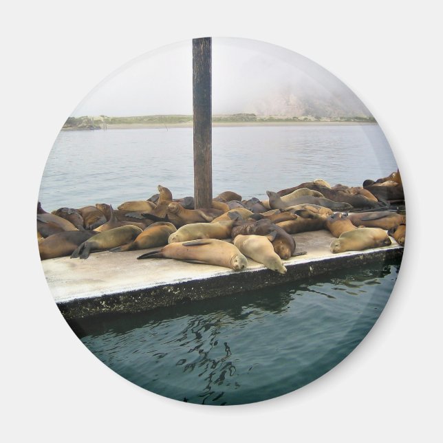 Aimant Phoques du port, Morro Bay, Californie (Devant)