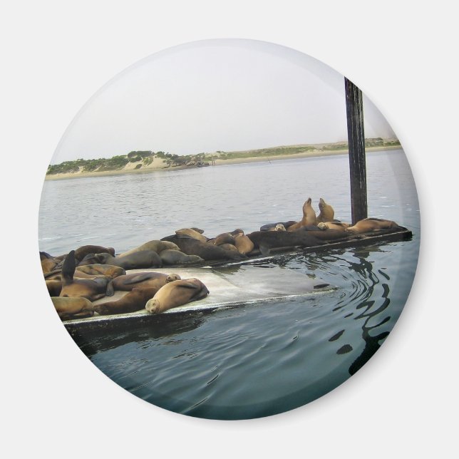Aimant Phoques du port, Morro Bay, Californie (Devant)