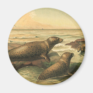 Aimant Phoques léopards vintage au bord de l'océan, Anima