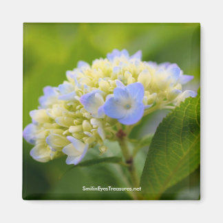 Aimant photo à fleurs d'Hydrangea bleu doux