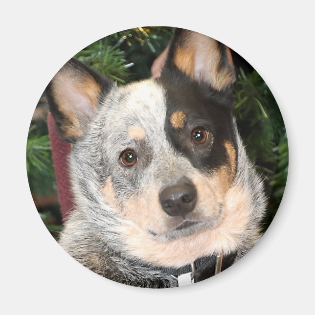 Aimant Photo Australian Cattle Dog (Devant)