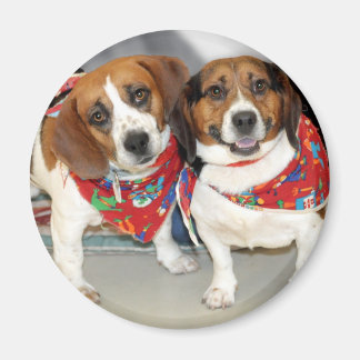 Aimant Photo Beagle de l'abri