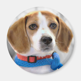 Aimant Photo Beagle de l'abri