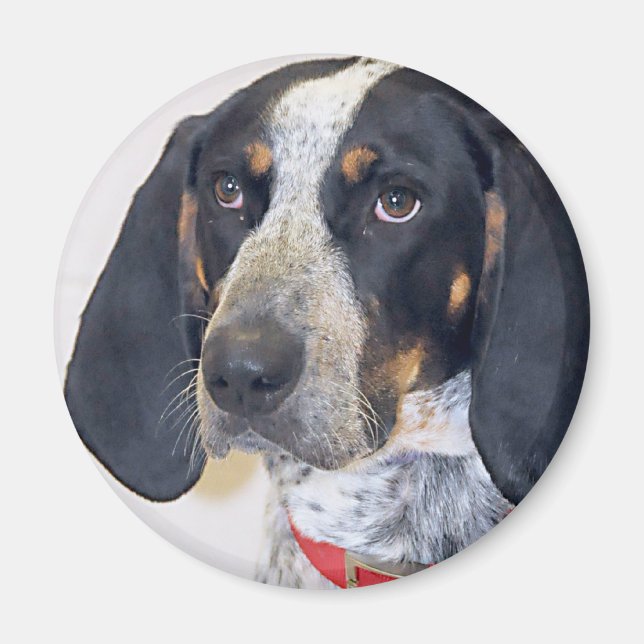 Aimant Photo Bluetick Coonhound (Devant)