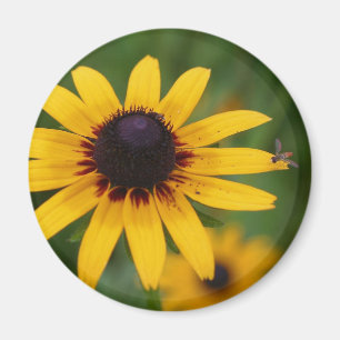 Aimant photo Bug On Black Eyed Susan Flower