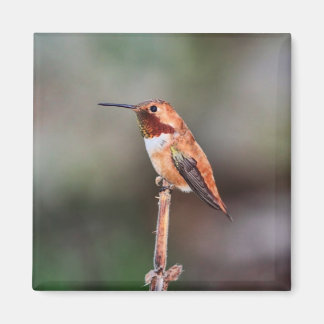 Aimant Photo Colibri