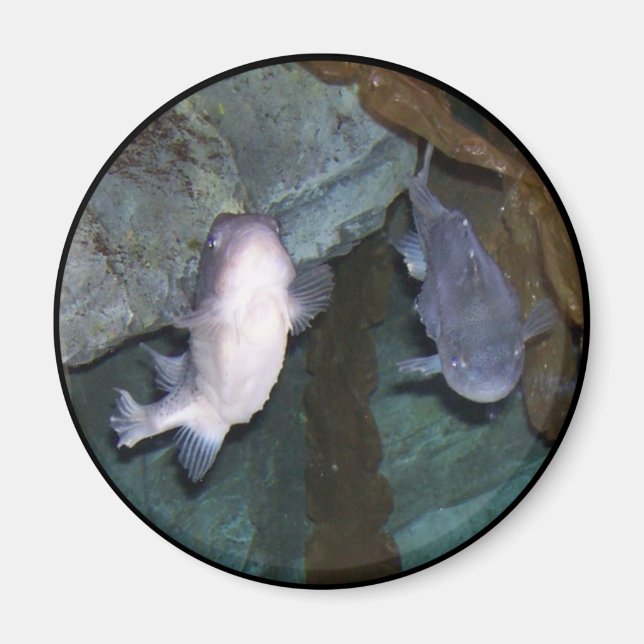 Aimant Photo d'aimant de poisson Yin Yang (Devant)