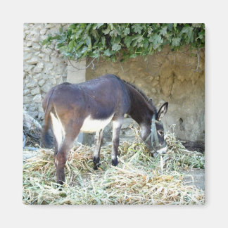 Aimant photo d'âne espagnol
