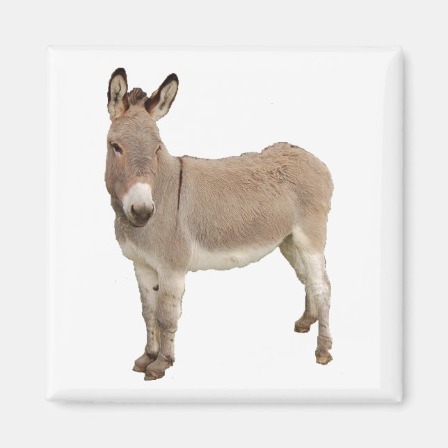 Aimant Photo de Burro à Donkey Cute (Devant)