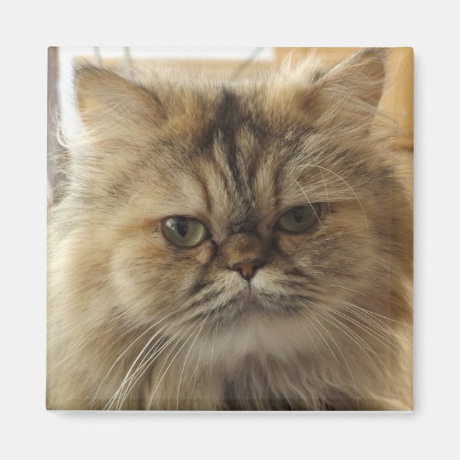 AIMANT PHOTO DE CHAT PERSONNALISÉE  (Devant)