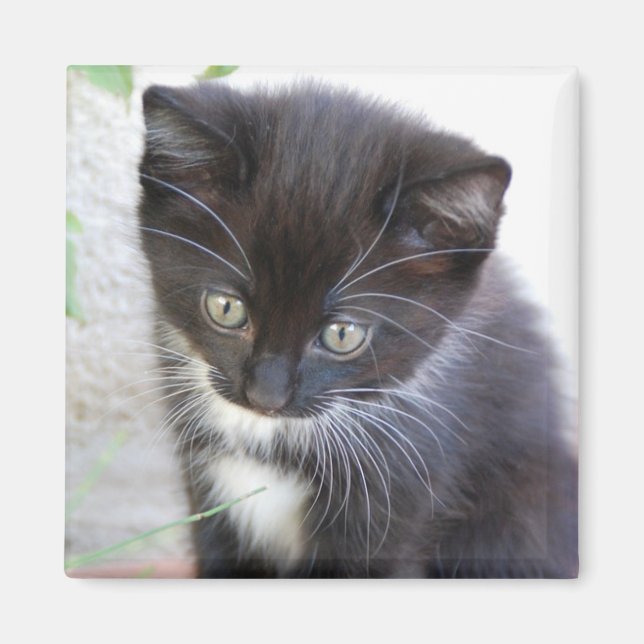 Aimant Photo de chaton noir et blanc (Devant)