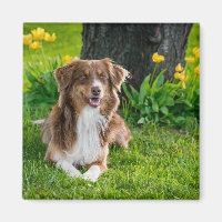 Photo de chien de berger australien moderne person