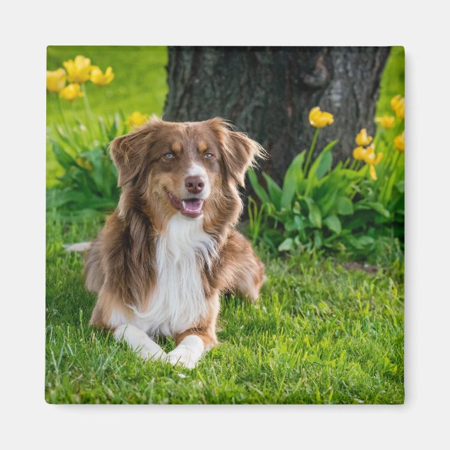 Aimant Photo de chien de berger australien moderne person (Devant)