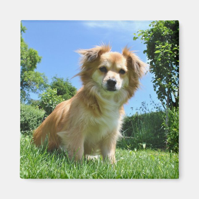 Aimant Photo de chiot mignon dans un jardin (Devant)
