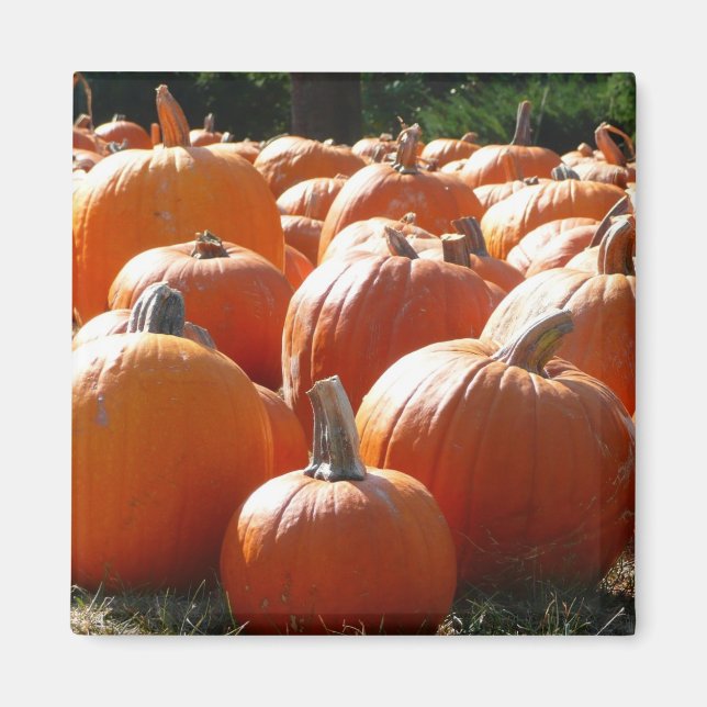 Aimant Photo de citrouilles pour l'automne, Halloween ou  (Devant)
