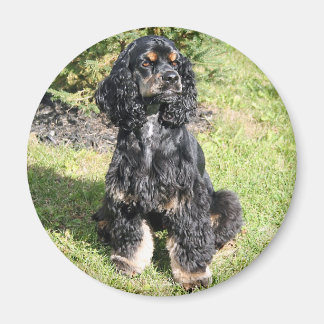 Aimant Photo de Cocker Spaniel