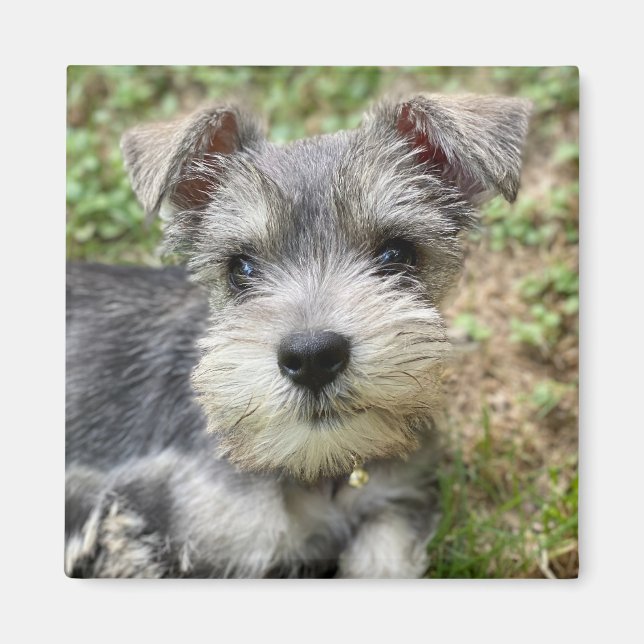 Aimant Photo de compagnie personnalisée (Devant)