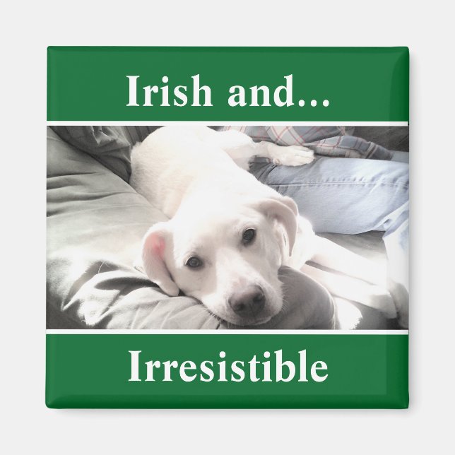 Aimant Photo de Cute White Labrador Mix St. Patrick's Day (Devant)