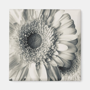 Aimant Photo de fleur de marguerite noir blanc