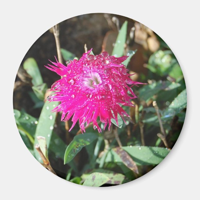 Aimant photo de fleur Fuchsia (Devant)