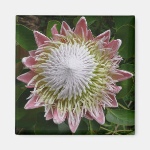 Aimant Photo de la grande nature rose et blanche des fleu