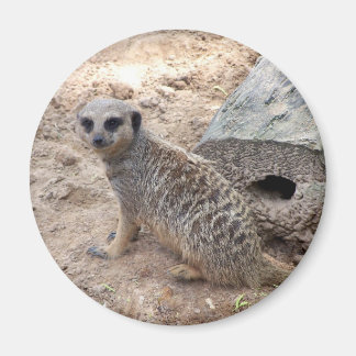Aimant Photo de Meerkat contre la rondelle et le sable