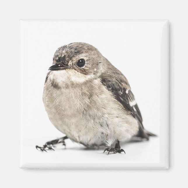 Aimant Photo de petit oiseau brun de jardin (Devant)