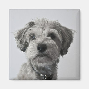 Aimant Photo de portrait de chiot de Schnauzer