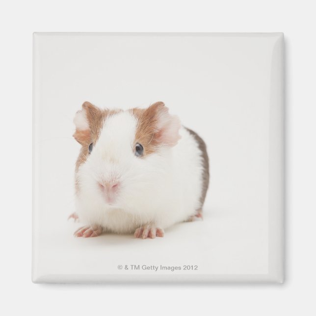 Aimant Photo de studio de Guinea Pig (Devant)