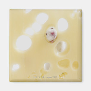 Aimant Photo de studio d'une souris blanche regardant à t