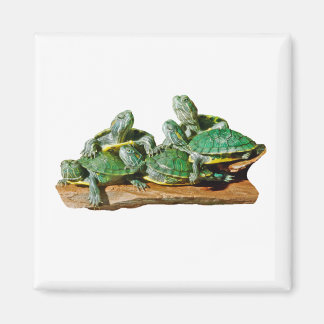 Aimant photo de tortue