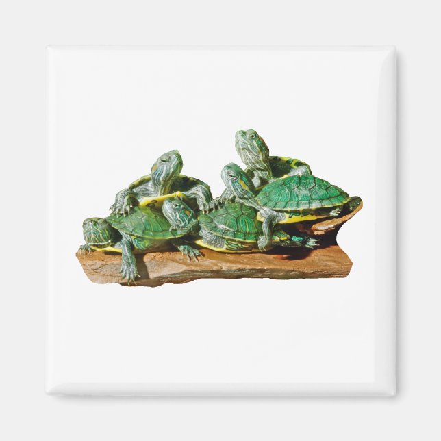 Aimant photo de tortue (Devant)