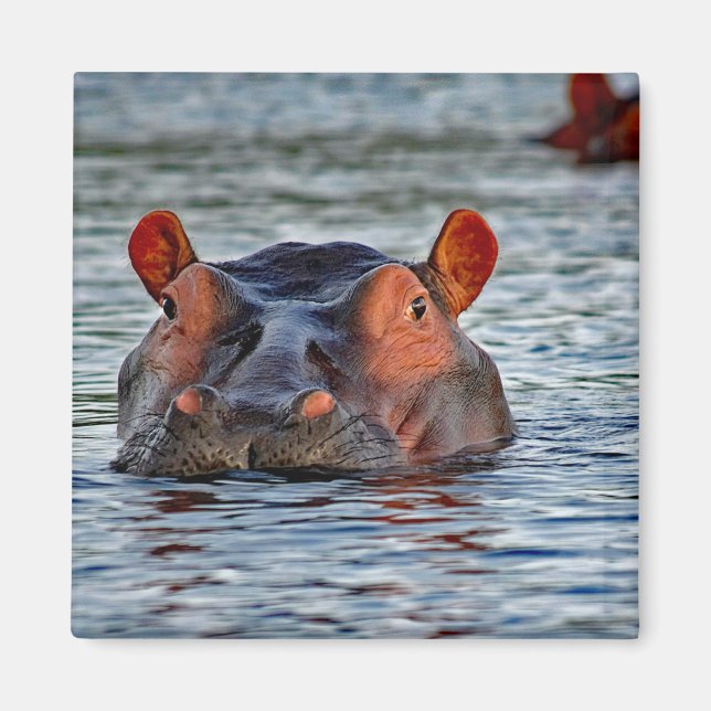 Aimant Photo d'eau d'Hippo Faune (Devant)