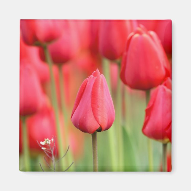Aimant Photo des Tulipes rouges (Devant)