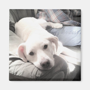 Aimant Photo du chien blanc mignon accroché avec papa