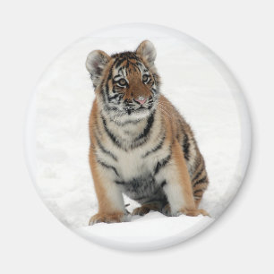 Aimant Photo d'un bébé tigre dans la neige