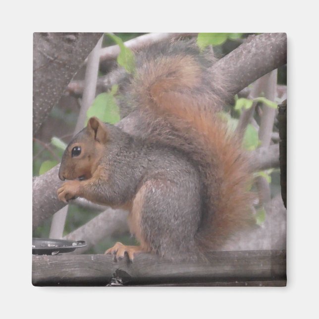 Aimant Photo d'un écureuil adorable mangeant une noix (Devant)