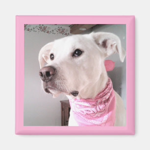 Aimant Photo d'un mignon Chien blanc portant une écharpe 