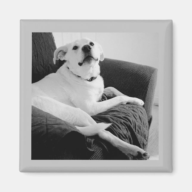 Aimant Photo en noir et blanc de Talking Dog Grey (Devant)