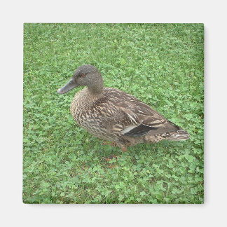 Aimant Photo féminine de Mallard Duck
