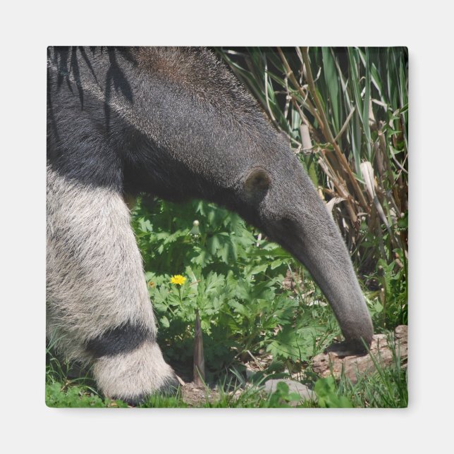 Aimant photo géant Anteater (Devant)