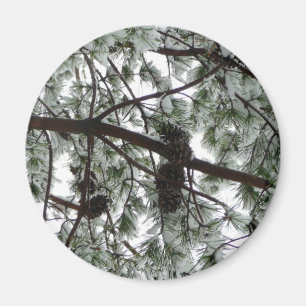 Aimant Photo hivernale sous le pin couvert de neige