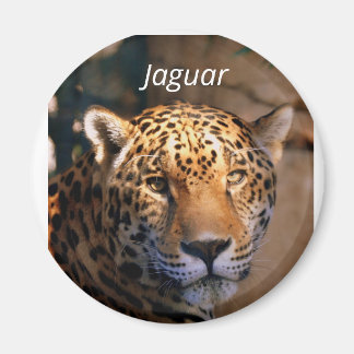 aimant photo Jaguar