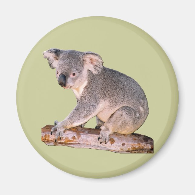 Aimant Photo Koala (Devant)