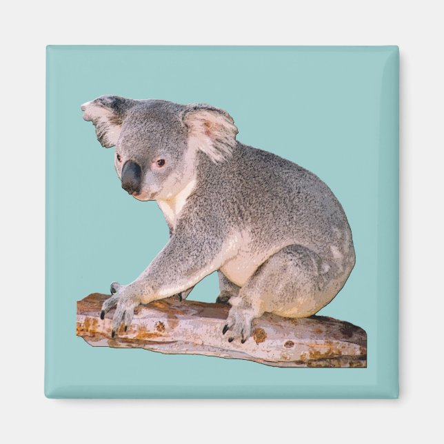 Aimant Photo Koala (Devant)