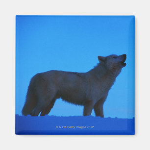 Aimant Photo, loup blanc hurlant la nuit, couleur, haut