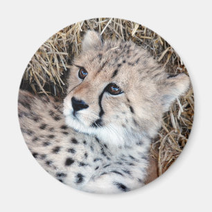 Aimant Photo mignonne de CUB de guépard
